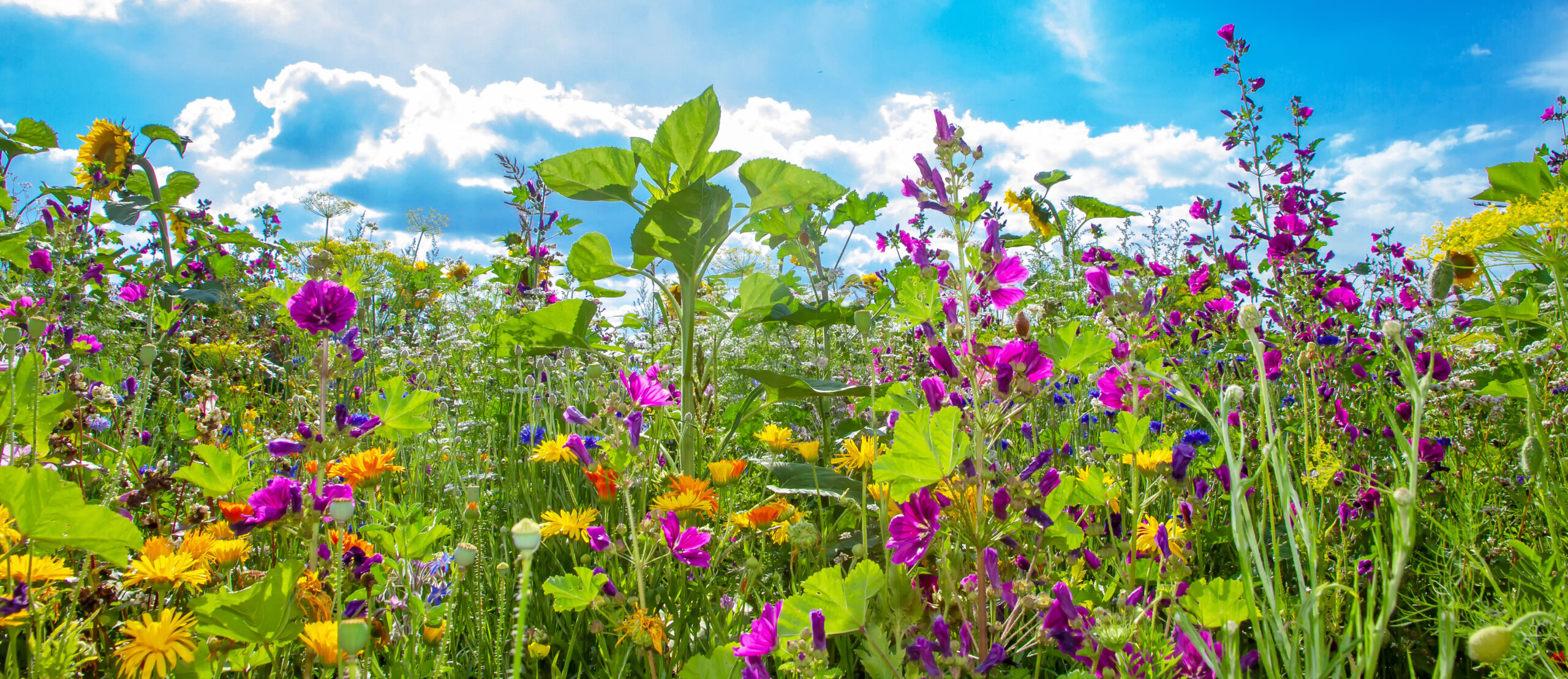 Zahlreiche Blüten