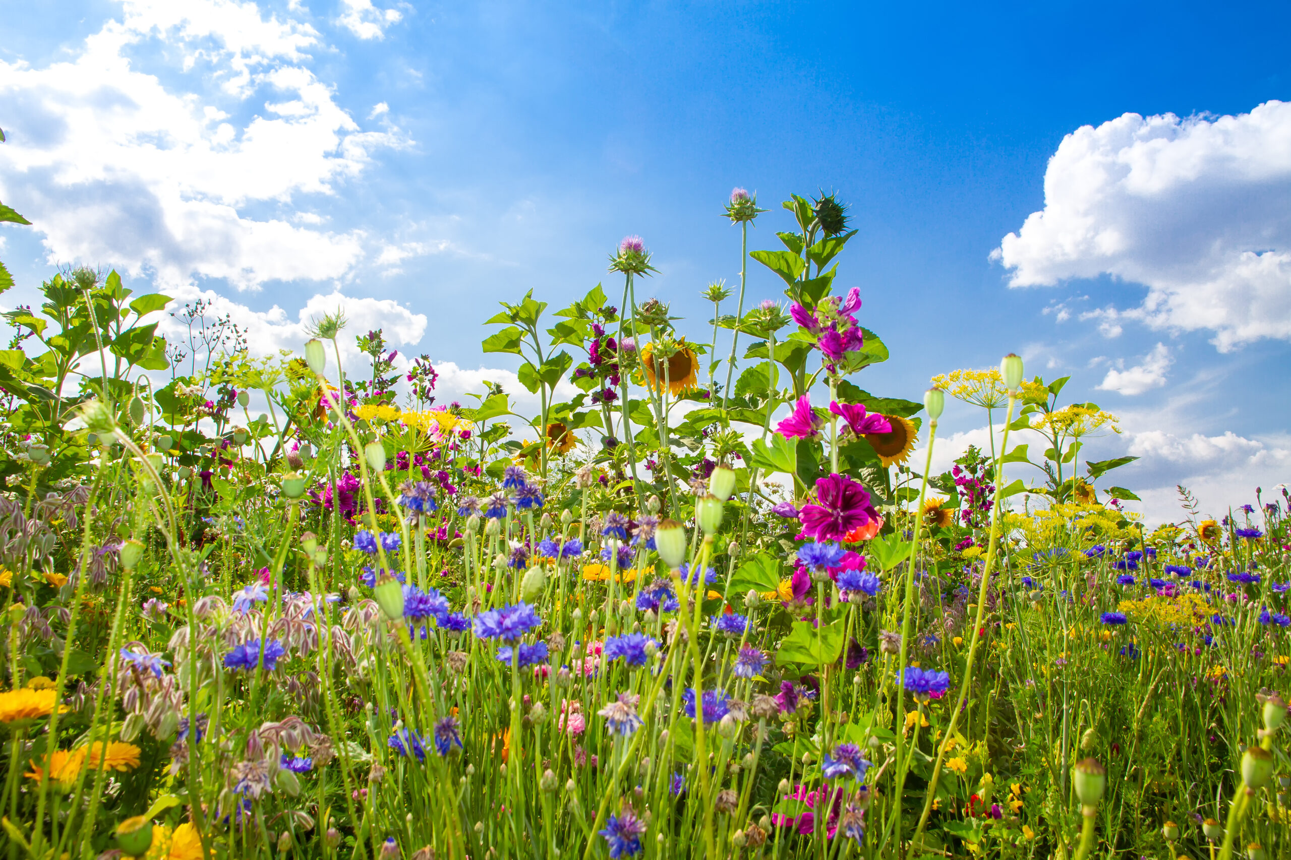 Viele Blüten vor schönem blauen Himmel